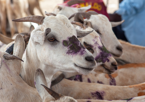 A flock of painted goats at the livestock market, Woqooyi Galbeed region, Hargeisa, Somaliland