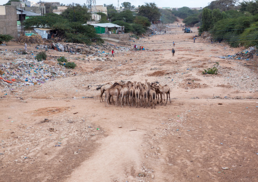 Camels in a dry river bed, Woqooyi Galbeed region, Hargeisa, Somaliland