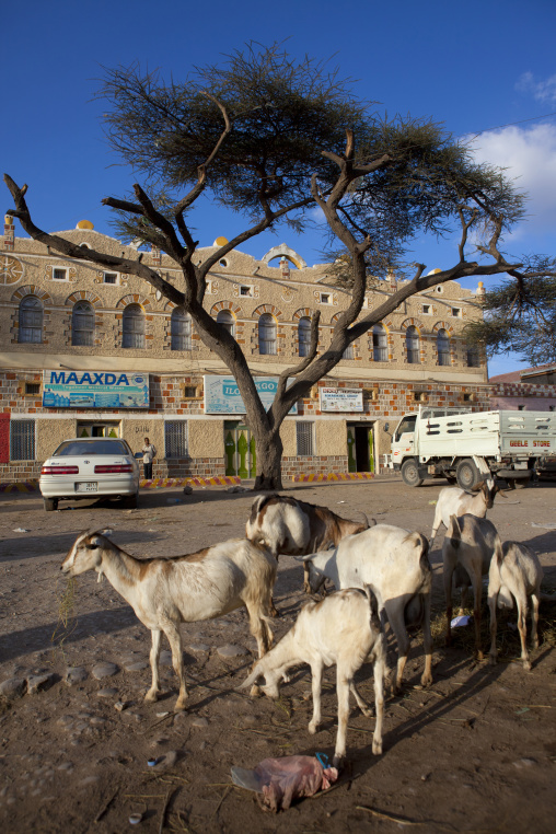 Goats Grazing Under A Tree In Front Of An Old Building, Hargeisa, Somaliland