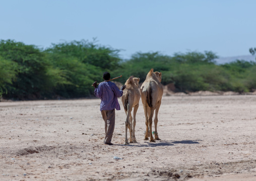 Somali man leading two camels in a dry river, Woqooyi Galbeed region, Hargeisa, Somaliland