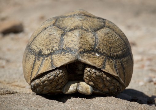 A Land Turtle Hiding In Its Shell On Rocky Ground, Hargeisa, Somaliland
