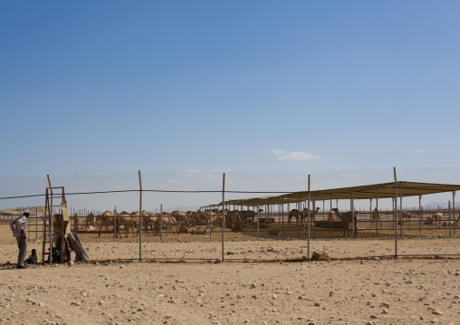 Fences Around A Camel Farm, Berbera, Somaliland