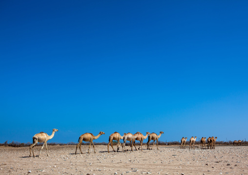 Camels in the desert, North-Western province, Berbera, Somaliland