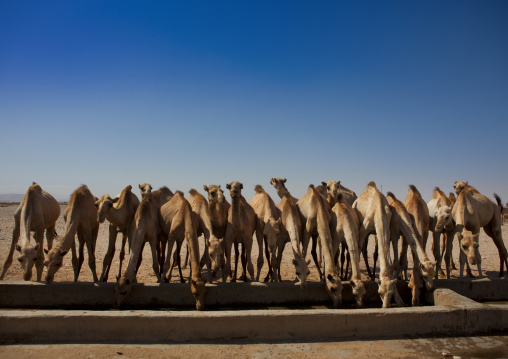 Camels From A Camel Farm Are Drinking In A Row, Berbera, Somaliland