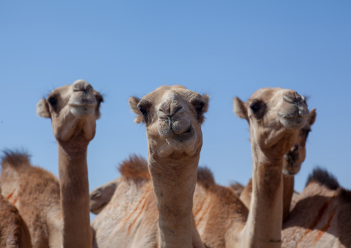 Camels drinking in a row in a camel farm, North-Western province, Berbera, Somaliland