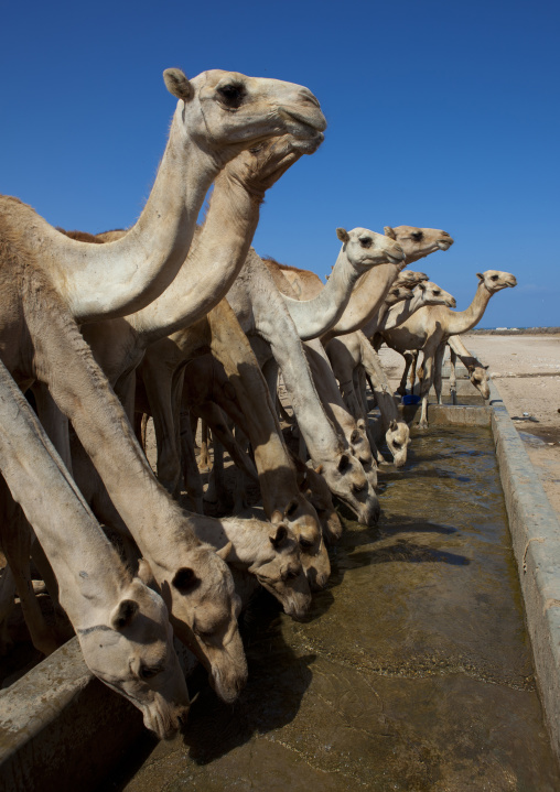 Camels Drinking In A Row In The Berbera Camel Farm, Berbera, Somaliland