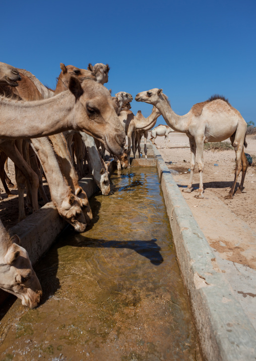 Camels drinking in a row in a farm, North-Western province, Berbera, Somaliland