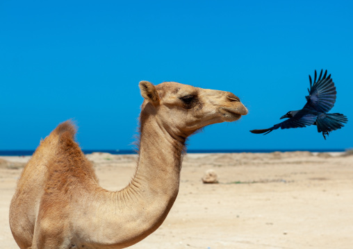 Camel and crow on a beach, North-Western province, Berbera, Somaliland