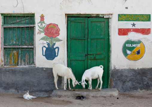 Kulmiye Political Party Sign Painted Onto the Wall Around A Green Door, Two Goats Grazing Nearby,  Berbera, Somaliland