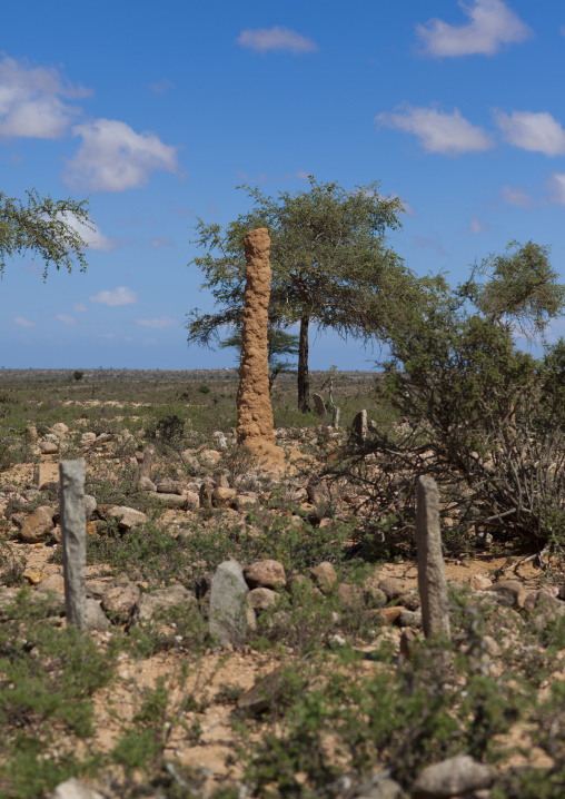 An Ant Hill Column Near Some Graves, Near Lasadacwo Village, Somaliland