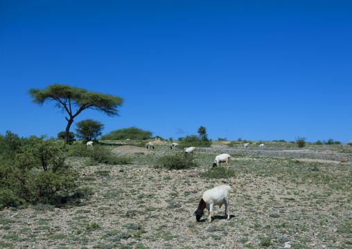 Goats Grazing In Semi Desert Land Near El Sheikh Town, Somaliland