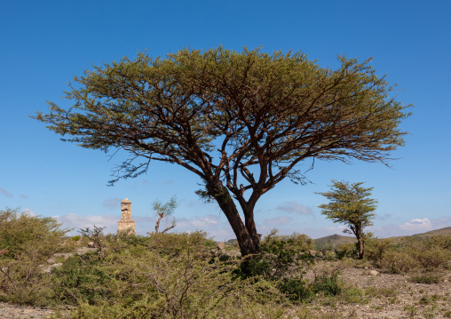 Acacia in the sheikh mountains, Togdheer, Sheikh, Somaliland
