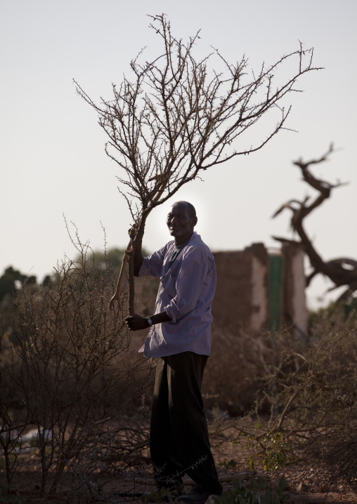 One Man Cutting Off A Dead Tree, Baligubadle, Somaliland