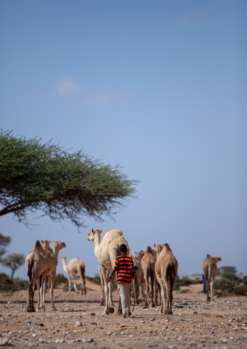 Young somali boy with his camels in the desert, Dhagaxbuur region, Degehabur, Somaliland