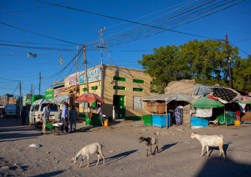 Goats in the streets, Woqooyi Galbeed region, Hargeisa, Somaliland