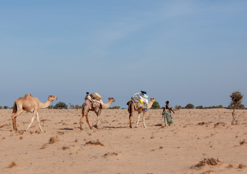 A somali woman transporting water in yellow containers through the desert on camels backs, Awdal region, Zeila, Somaliland