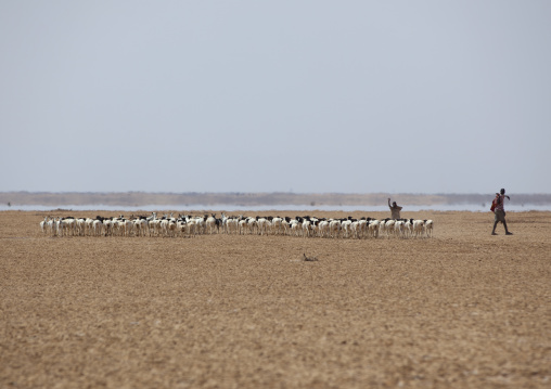 Black Man Leading The Goats Herd To The Water In Desert Place, Lughaya, Somaliland