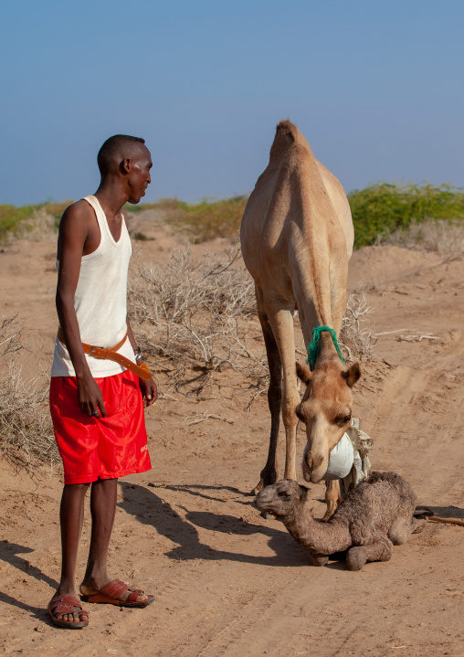 A somali man with a new born baby camel on his back, Awdal region, Lughaya, Somaliland