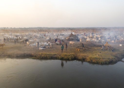 Long horns cows in a Mundari tribe camp on the banks of river Nile, Central Equatoria, Terekeka, South Sudan