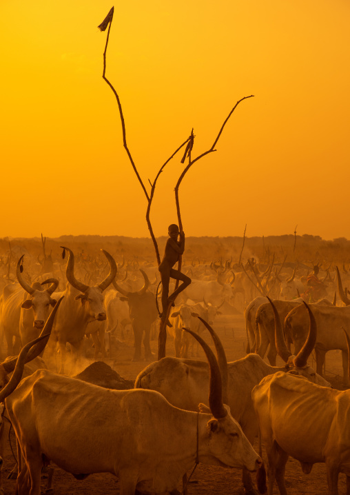 A Mundari tribe boy standing on a wood mast to watch his cows in the sunset, Central Equatoria, Terekeka, South Sudan