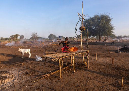 Mundari tribe boy resting on a wooden bed in the middle of his long horns cows, Central Equatoria, Terekeka, South Sudan