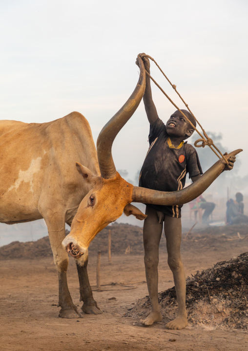 Mundari tribe boy putting a rope around the horns of a cow, Central Equatoria, Terekeka, South Sudan