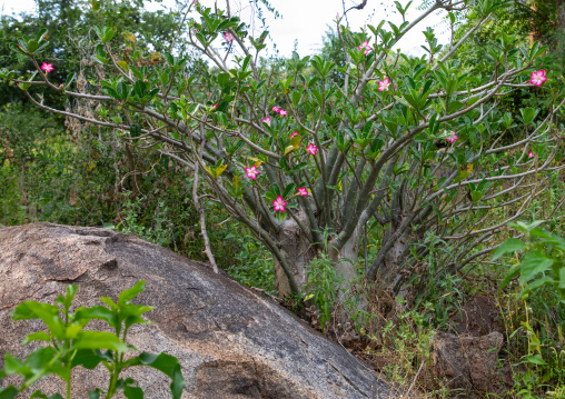 Dwarf baobab with pink flowers, Central Equatoria, Illeu, South Sudan