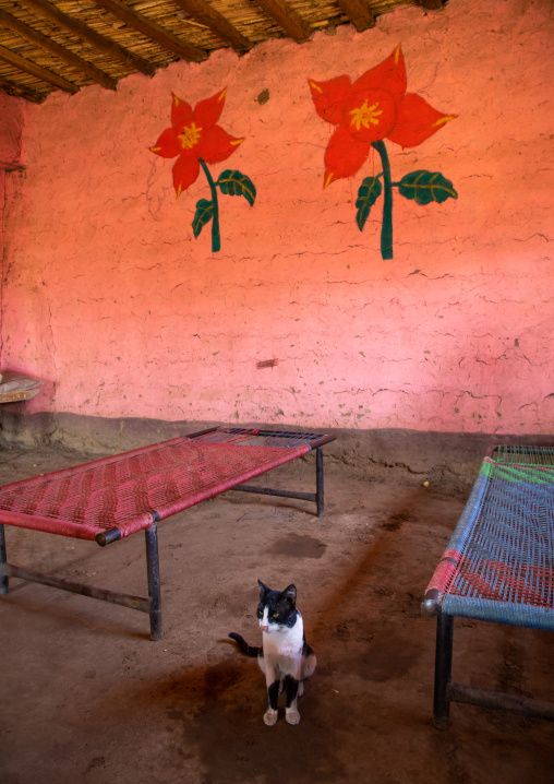 Cat in a restaurant with decorated walls, Kassala State, Kassala, Sudan