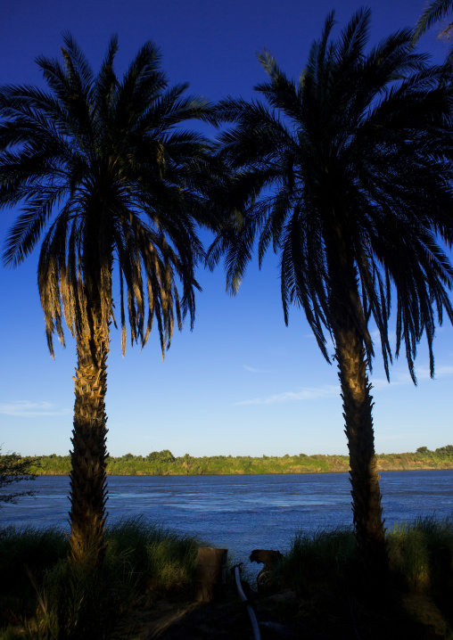 Sudan, Nubia, Soleb, palm trees on nile river banks