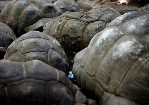Prison island giant turtle, Zanzibar, Tanzania
