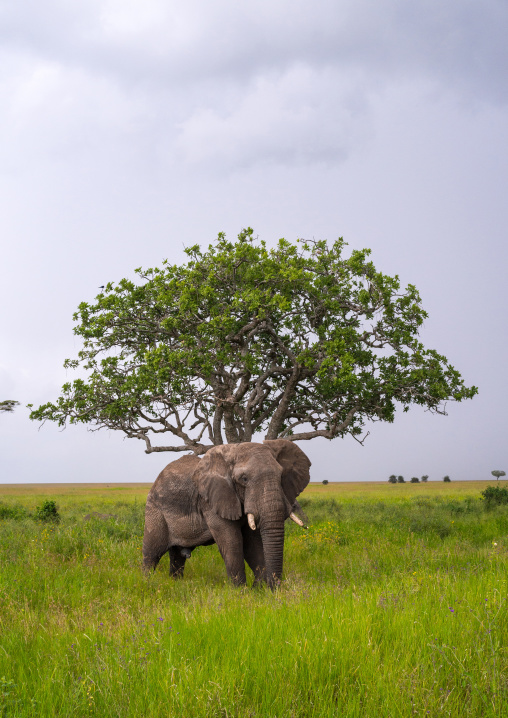 Tanzania, Mara, Serengeti National Park, african elephant (loxodonta africana) in front of baobab tree (adansonia digitata)