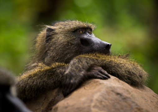 Tanzania, Park Manyara, Arusha, olive baboon (papiocynocephalus anubis) with crossed hands