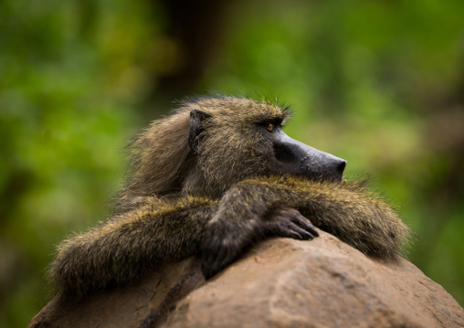 Tanzania, Park Manyara, Arusha, olive baboon (papiocynocephalus anubis) with crossed hands