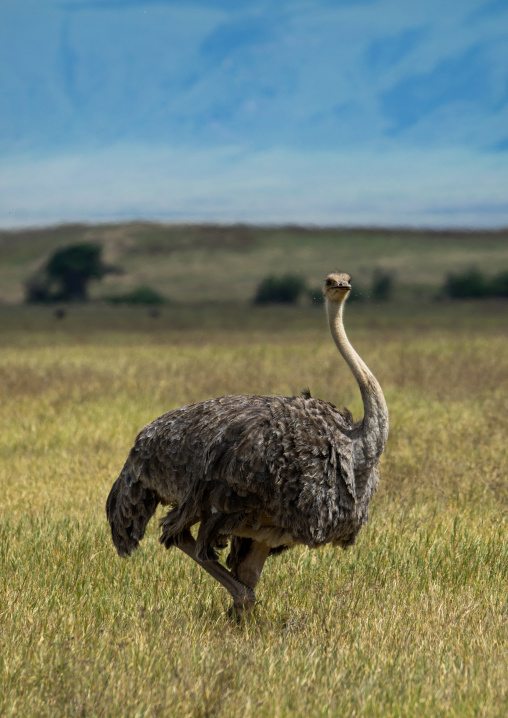 Tanzania, Arusha Region, Ngorongoro Conservation Area, side view of a female ostrich (struthio camelus) on landscape