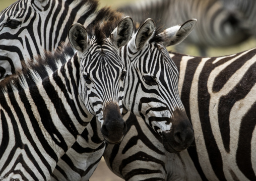 Tanzania, Arusha Region, Ngorongoro Conservation Area, a group of zebras (equus burchellii)