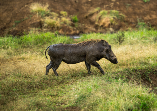 Tanzania, Arusha Region, Ngorongoro Conservation Area, warthog (phacochoerus aethiopicus)