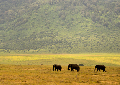 Tanzania, Arusha Region, Ngorongoro Conservation Area, african elephants (loxodonta africana)