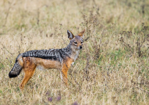 Tanzania, Arusha Region, Ngorongoro Conservation Area, black-backed jackal (canis mesomelas)
