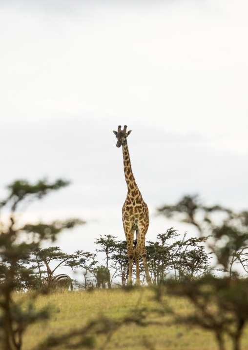 Tanzania, Arusha Region, Ngorongoro Conservation Area, giraffe (giraffa camelopardalis)