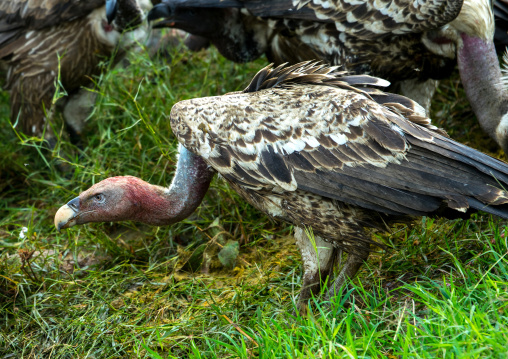 Tanzania, Mara, Serengeti National Park, african white-backed vulture (gyps africanus) with blood on the head