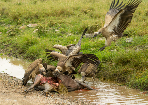 Tanzania, Mara, Serengeti National Park, african white-backed vultures (gyps africanus) feeding on just-killed wildbeest