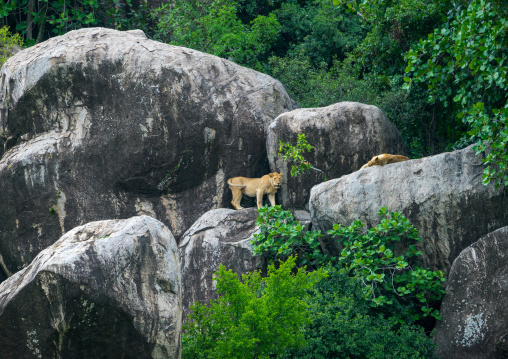 Tanzania, Mara, Serengeti National Park, african lions (panthera leo) on a kopje