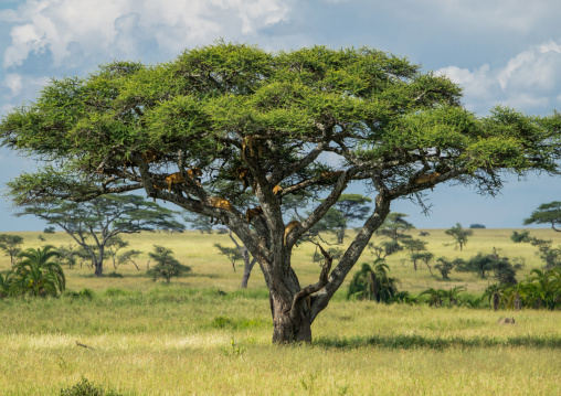 Tanzania, Mara, Serengeti National Park, tree-climbing lions sleeping on branches