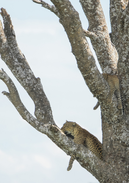 Tanzania, Mara, Serengeti National Park, african leopards (panthera pardus) relaxing on a large branch