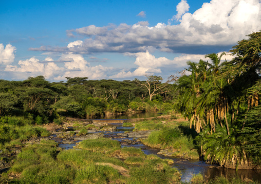Tanzania, Mara, Serengeti National Park, the palm-lined shores of a small river flowing through a lush savannah grassland