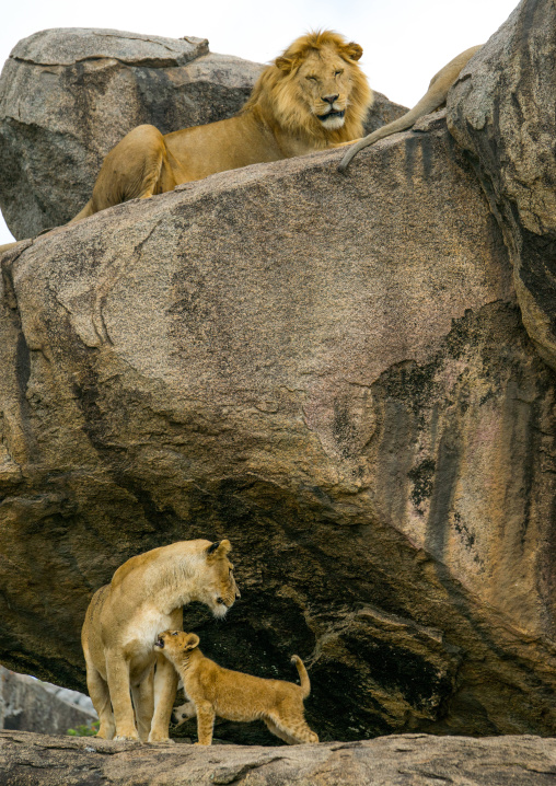 Tanzania, Mara, Serengeti National Park, lion watching a lioness with her cubs (panthera leo) on a kopje