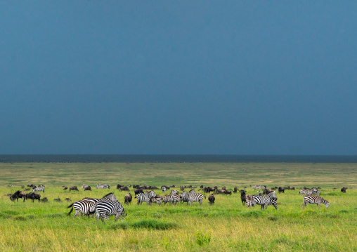Tanzania, Mara, Serengeti National Park, zebra and wildebeest graze on lush grasses