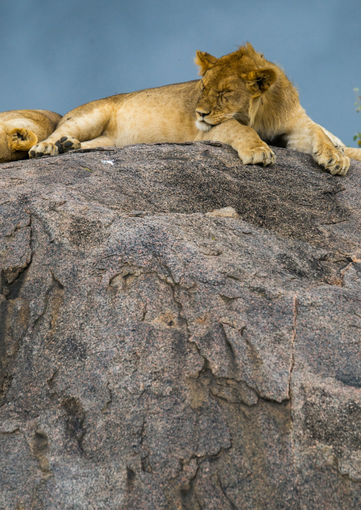 Tanzania, Mara, Serengeti National Park, african lionesses (panthera leo) sleeping on a kopje