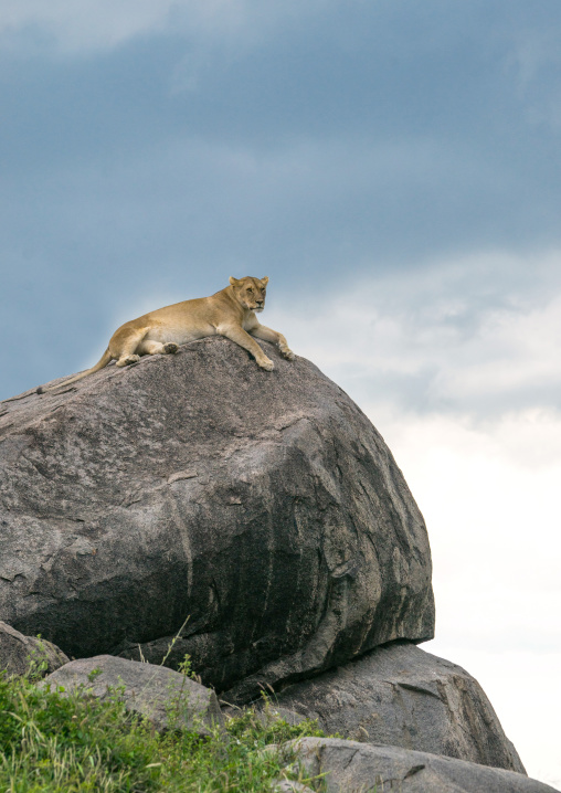 Tanzania, Mara, Serengeti National Park, african lioness (panthera leo) resting on a kopje