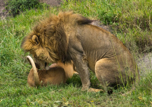 Tanzania, Mara, Serengeti National Park, lion and lioness (panthera leo) mating